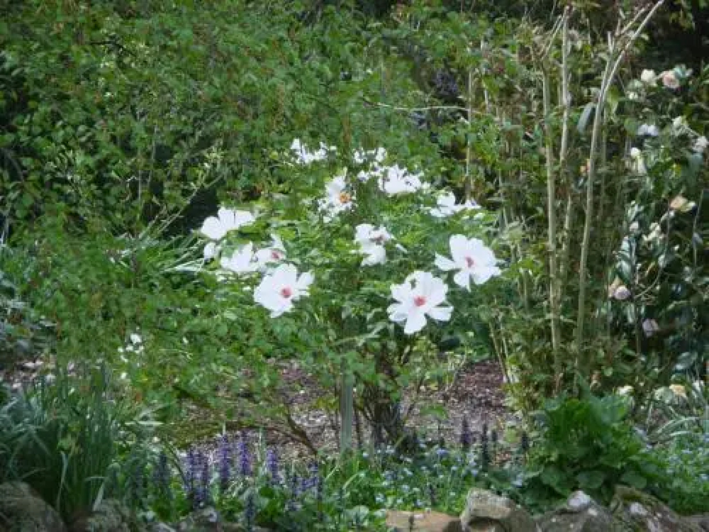 Wisteria Lodge Bed and Breakfast