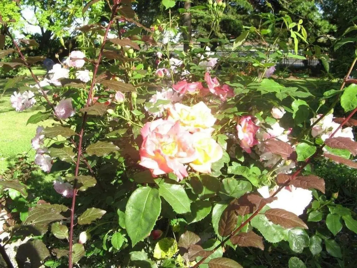 Westella Colonial B&B