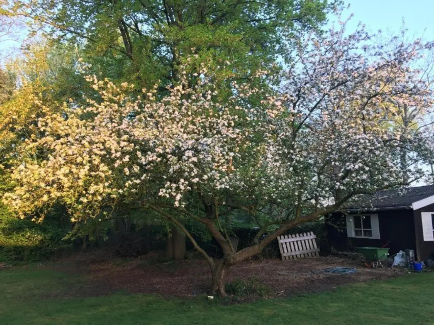 Rose House B&B