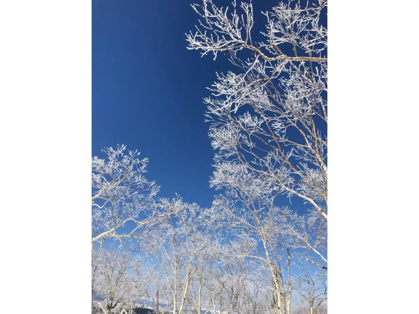 Farm Inn Torch A - Vacation STAY 92716v