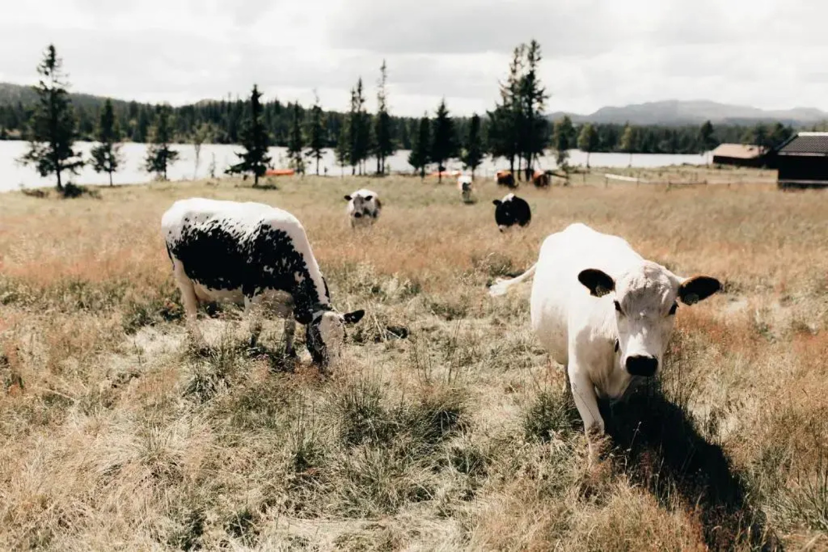 Tuddal Høyfjellshotel