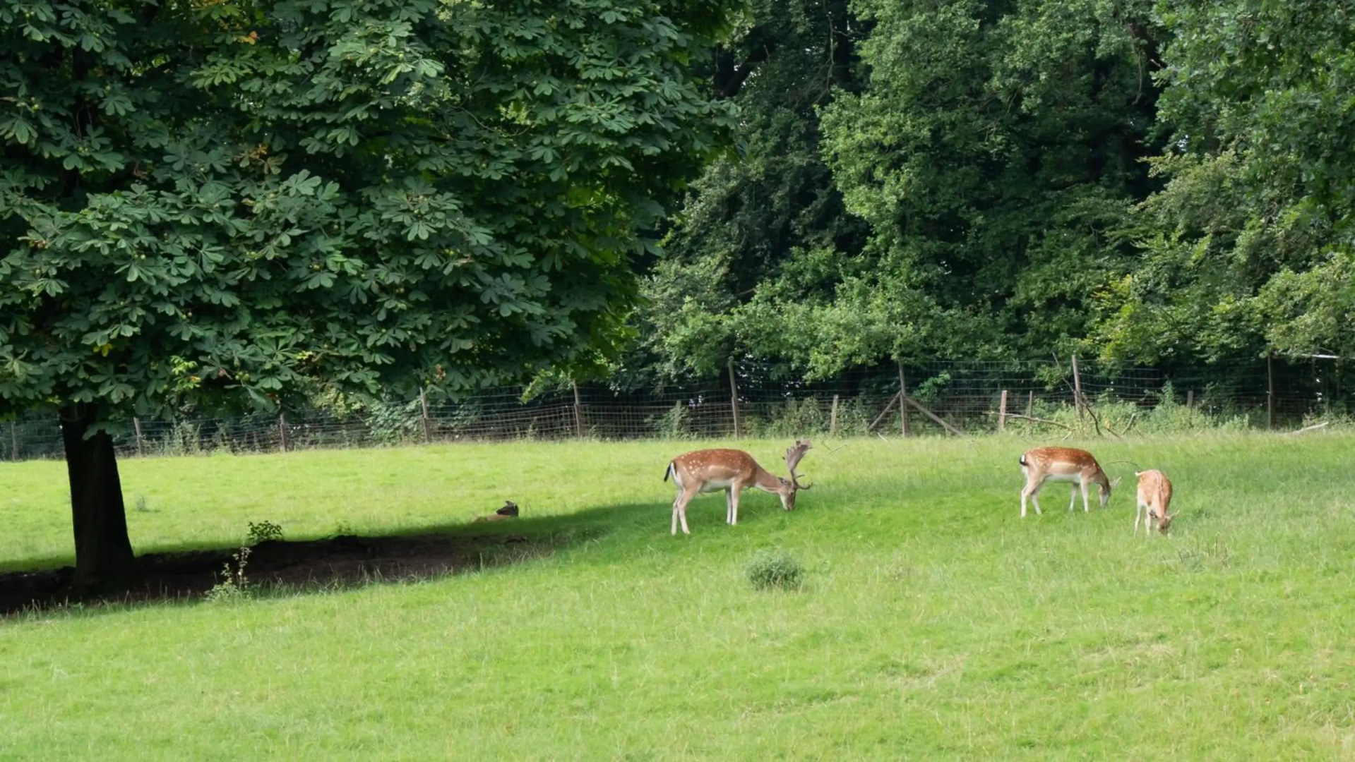 Waldhotel Felsenkeller