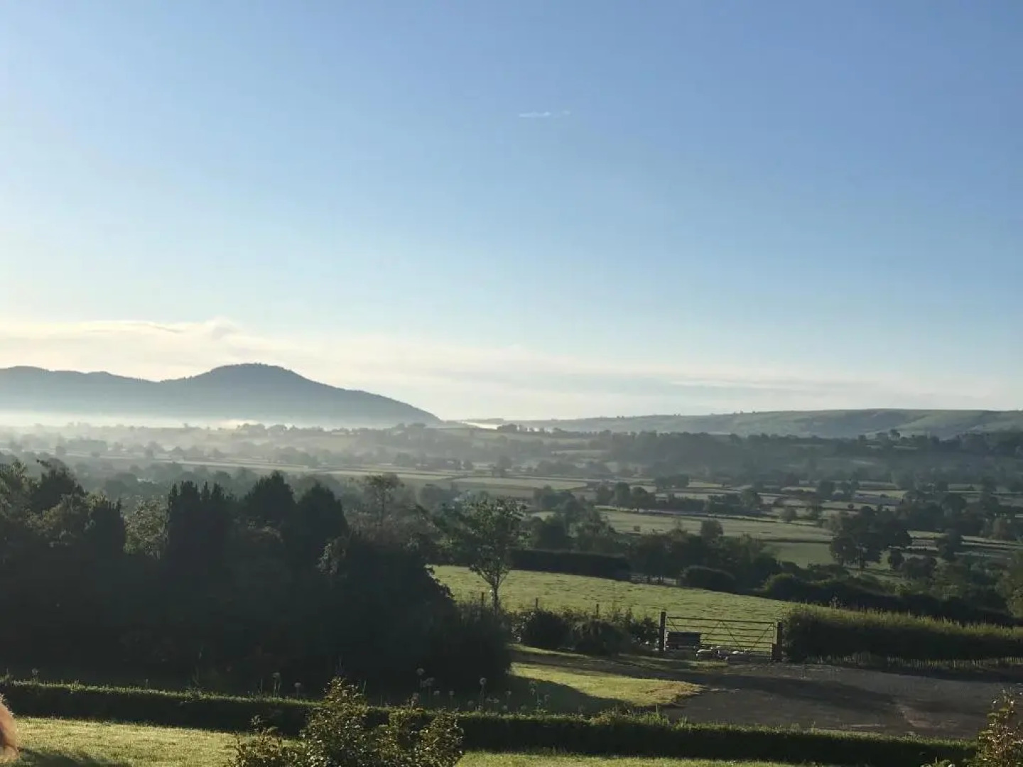 Bluebell at Gaer Fawr