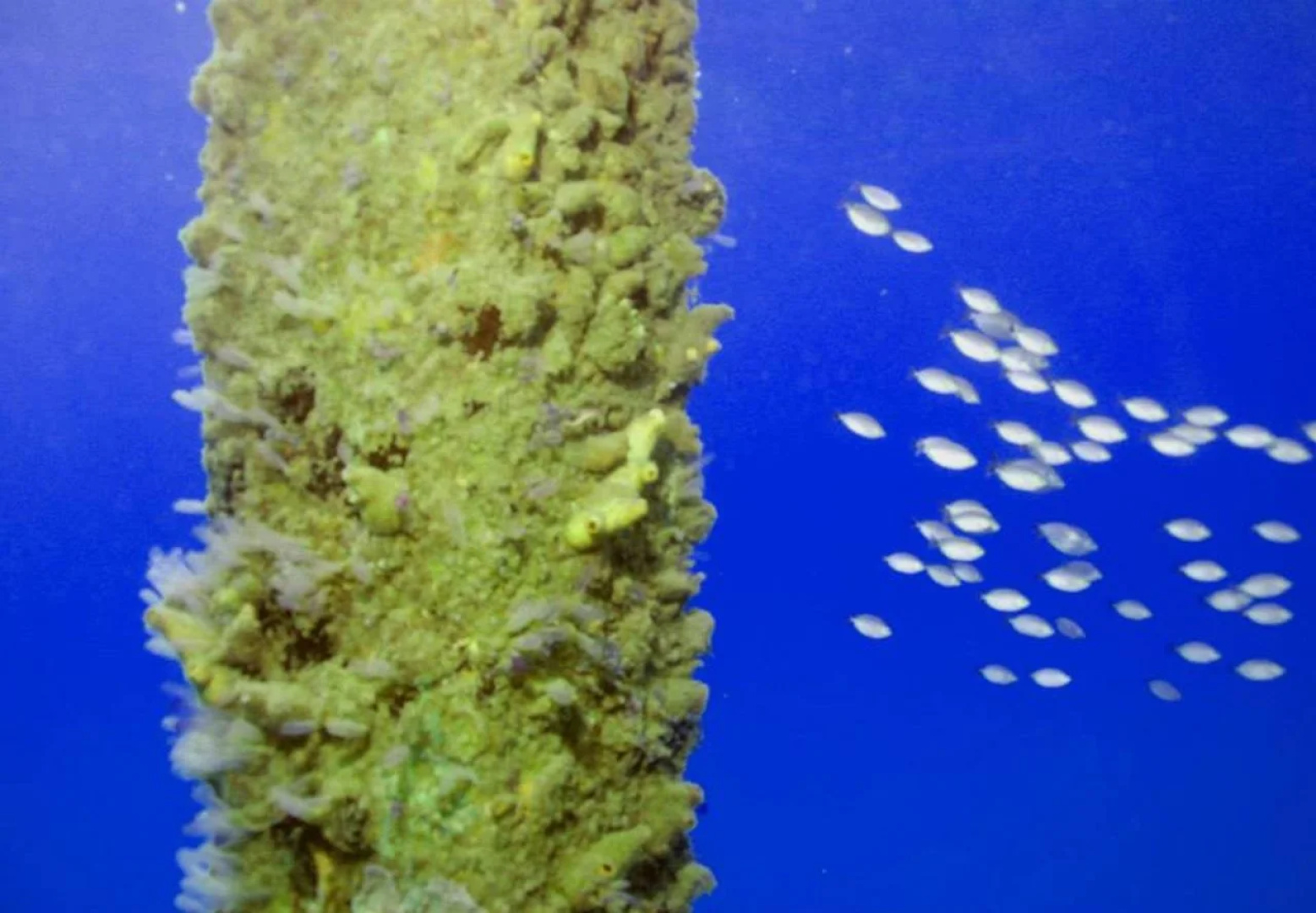 Coron Underwater Garden Resort