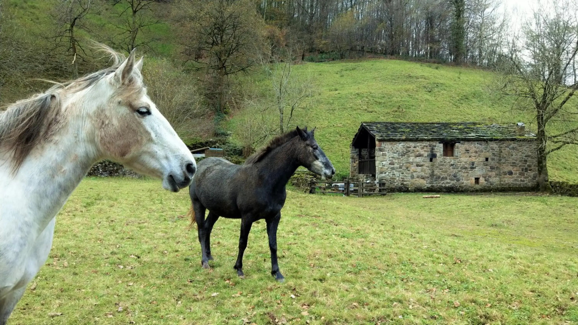 Pidream Cottage . Cabañas de Pisueña