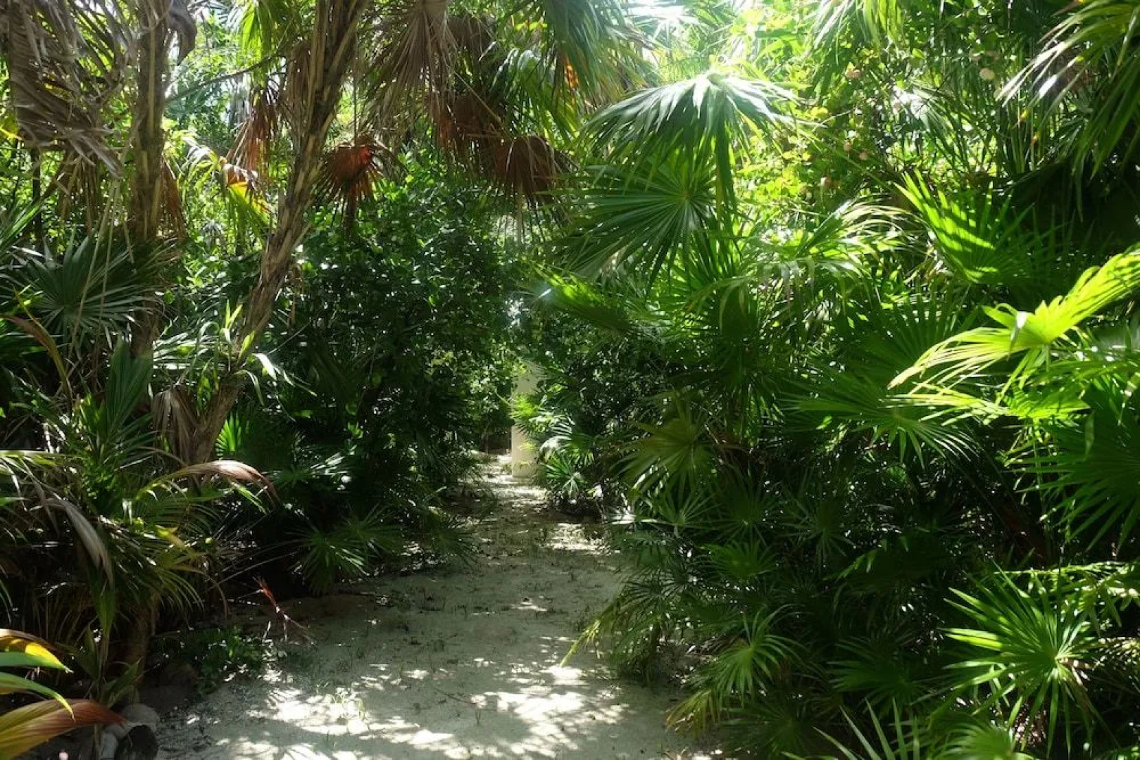 Jungle Cocoon
