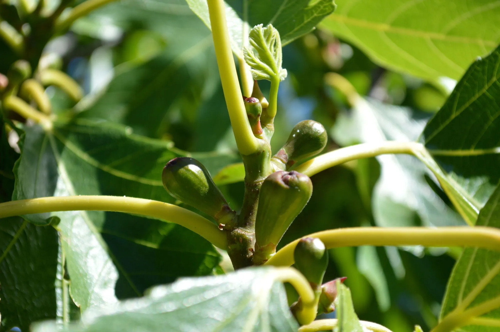 Résidence Saint Michel