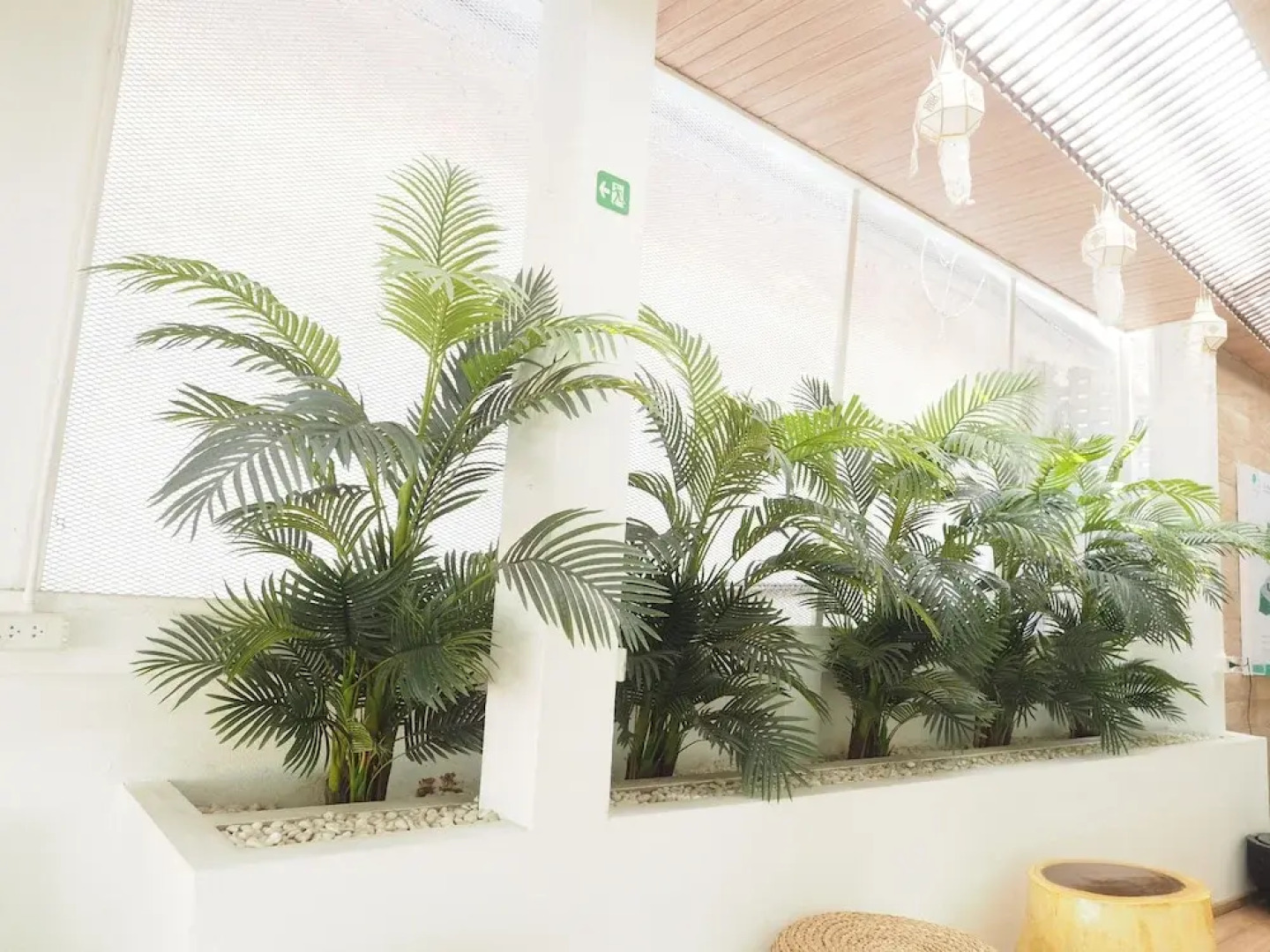 Nornnuea at Inthanon