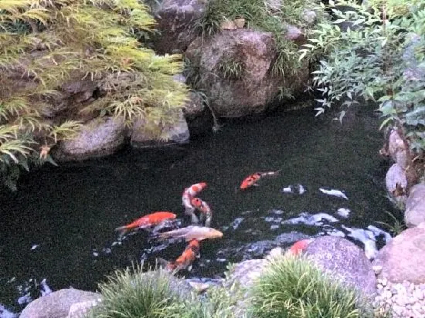 Yachiyo Kappou & Ryokan