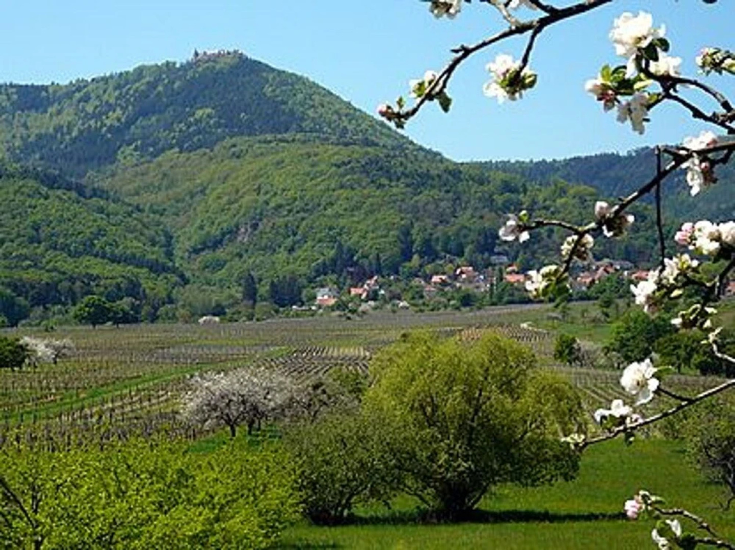 Studio in Ottrott, With Wifi - 20 km From the Slopes