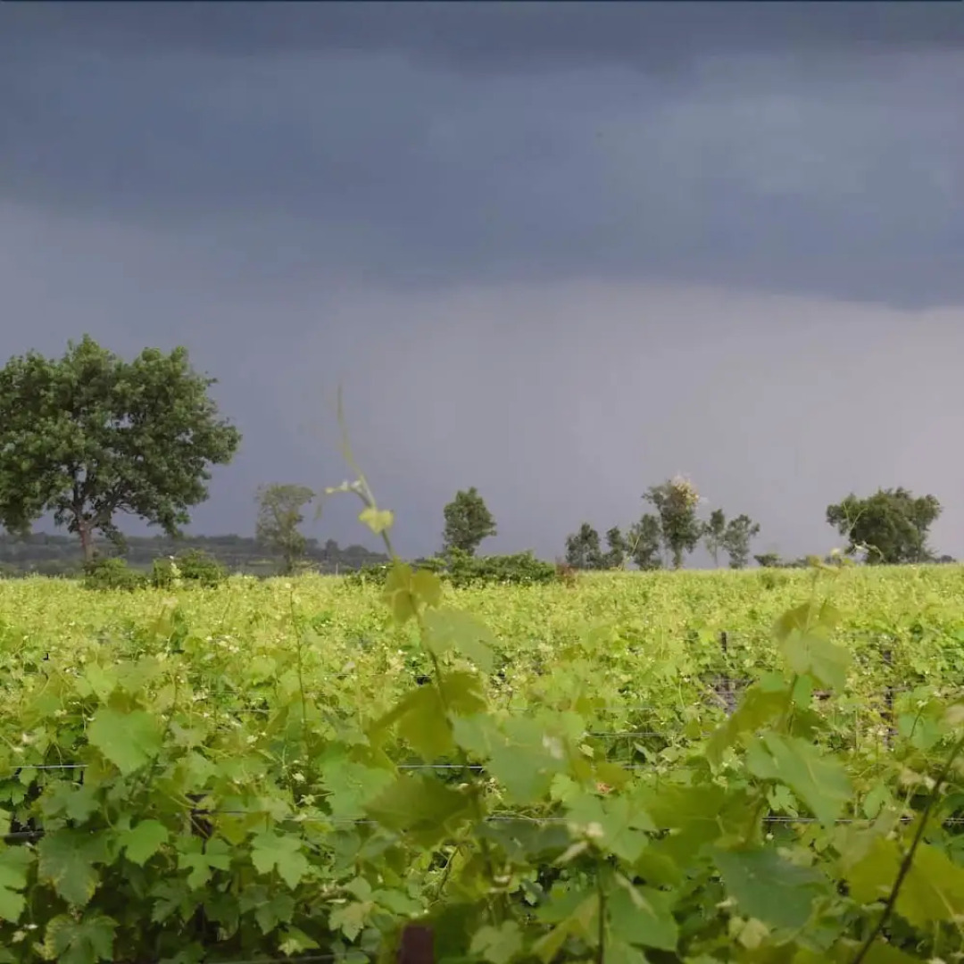 Chambre d'Hotes La Canauloise