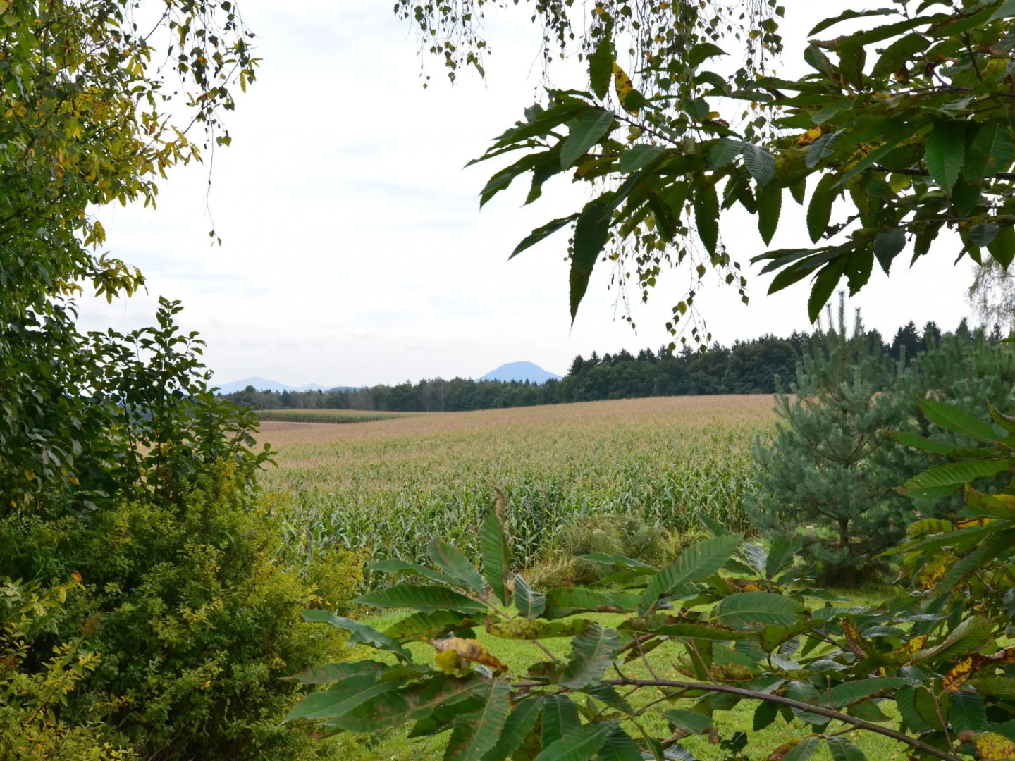 Modern Apartment in Reinhardtsdorf-Schona near Ski Slopes