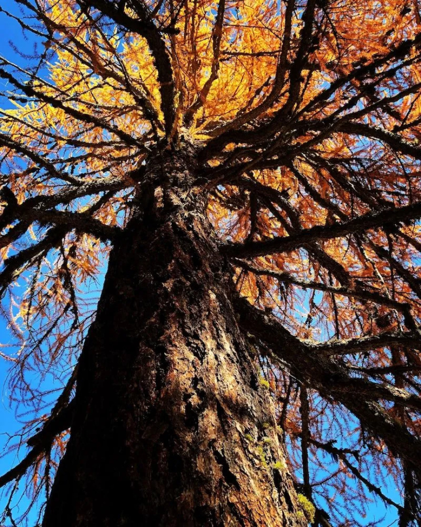 Café Cher-Mignon et Chambres d'hôtes