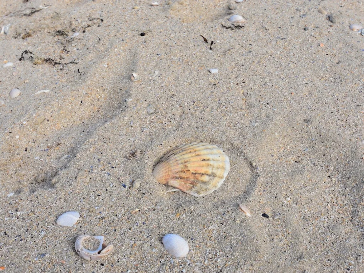 Holiday Home in Ravenoville With Courtyard, Terrace, BBQ