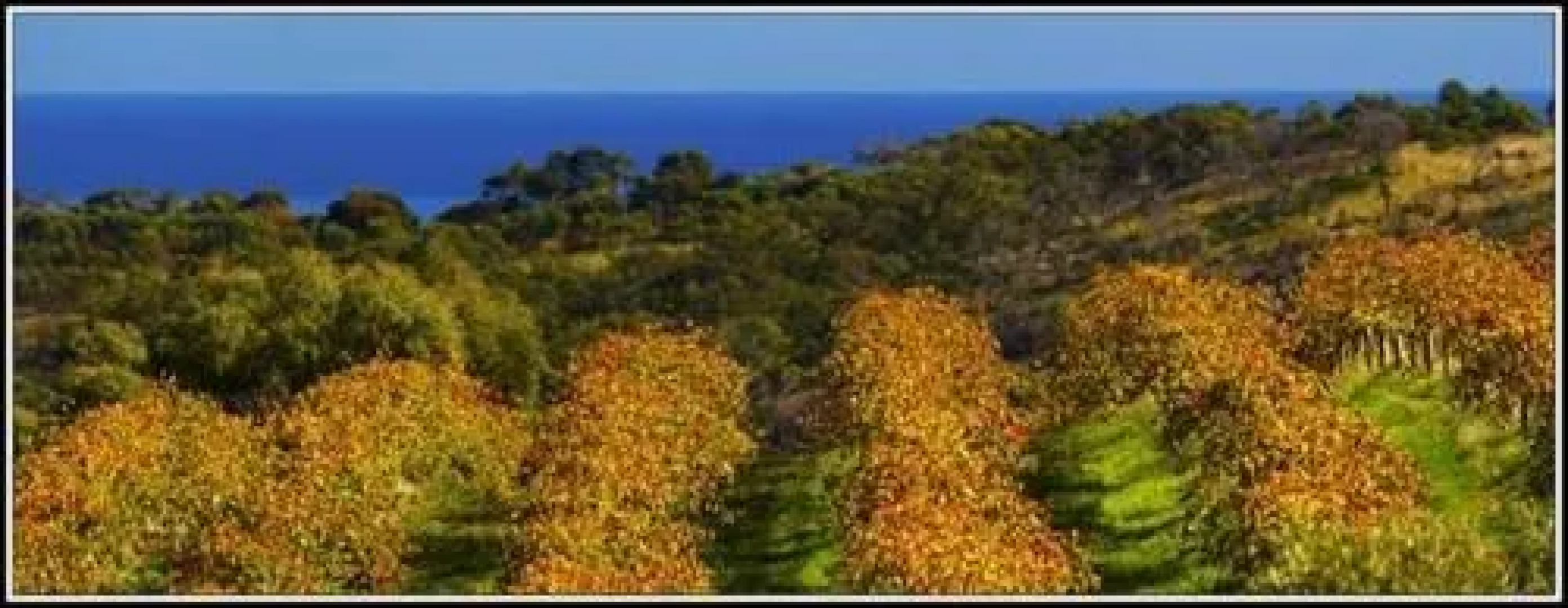 The Retreat at Chapel Hill Winery