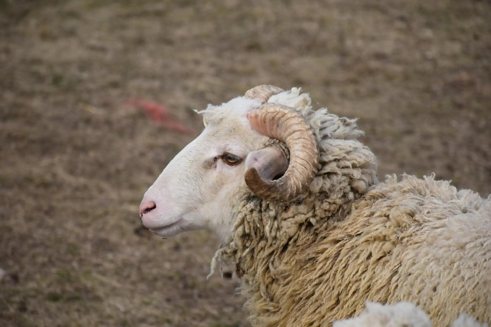 Pilikán Apartments - Park - Vineyard & Sheep farm