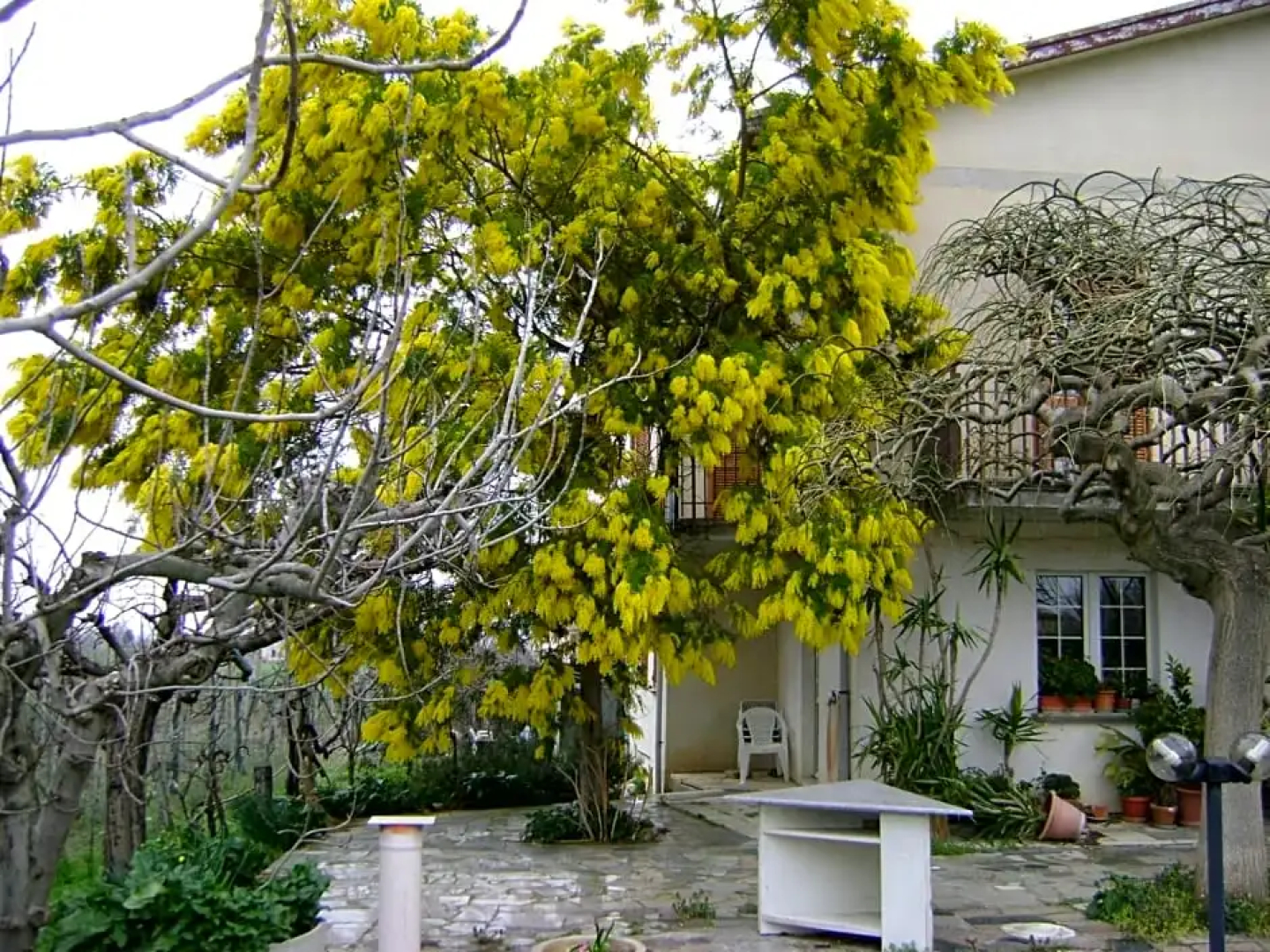 B&B La Mimosa