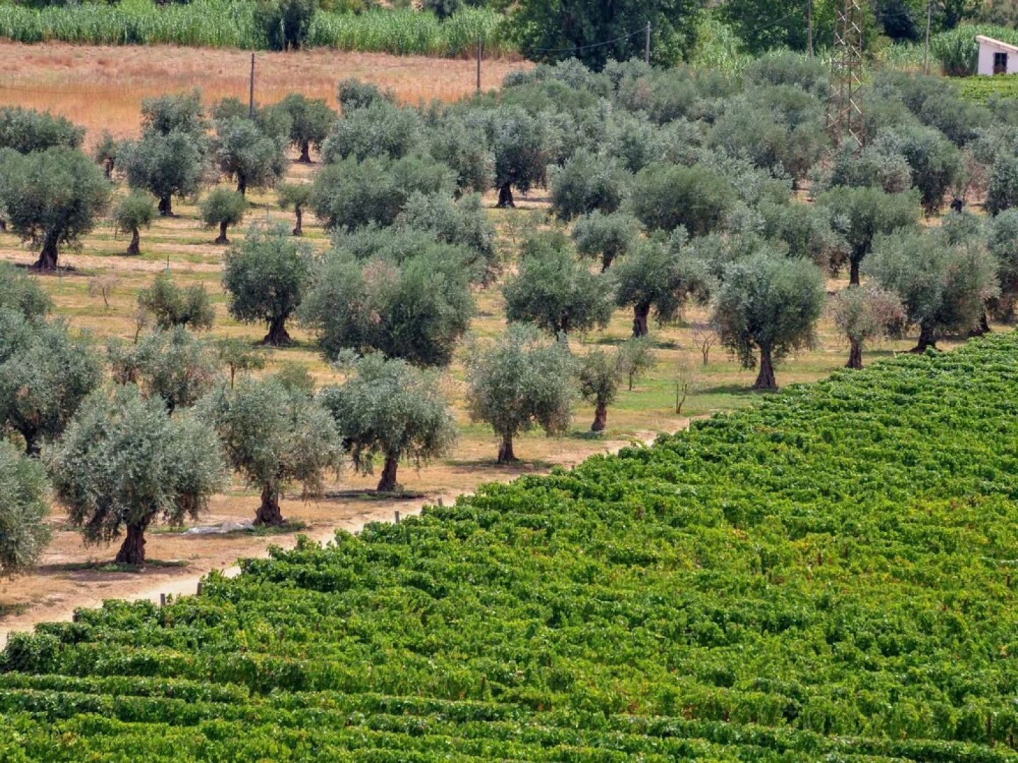 Cozy Cottage in Vila Flor With Swimming Pool