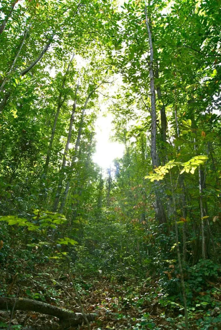 Restaurante y Alojamiento Can Mach