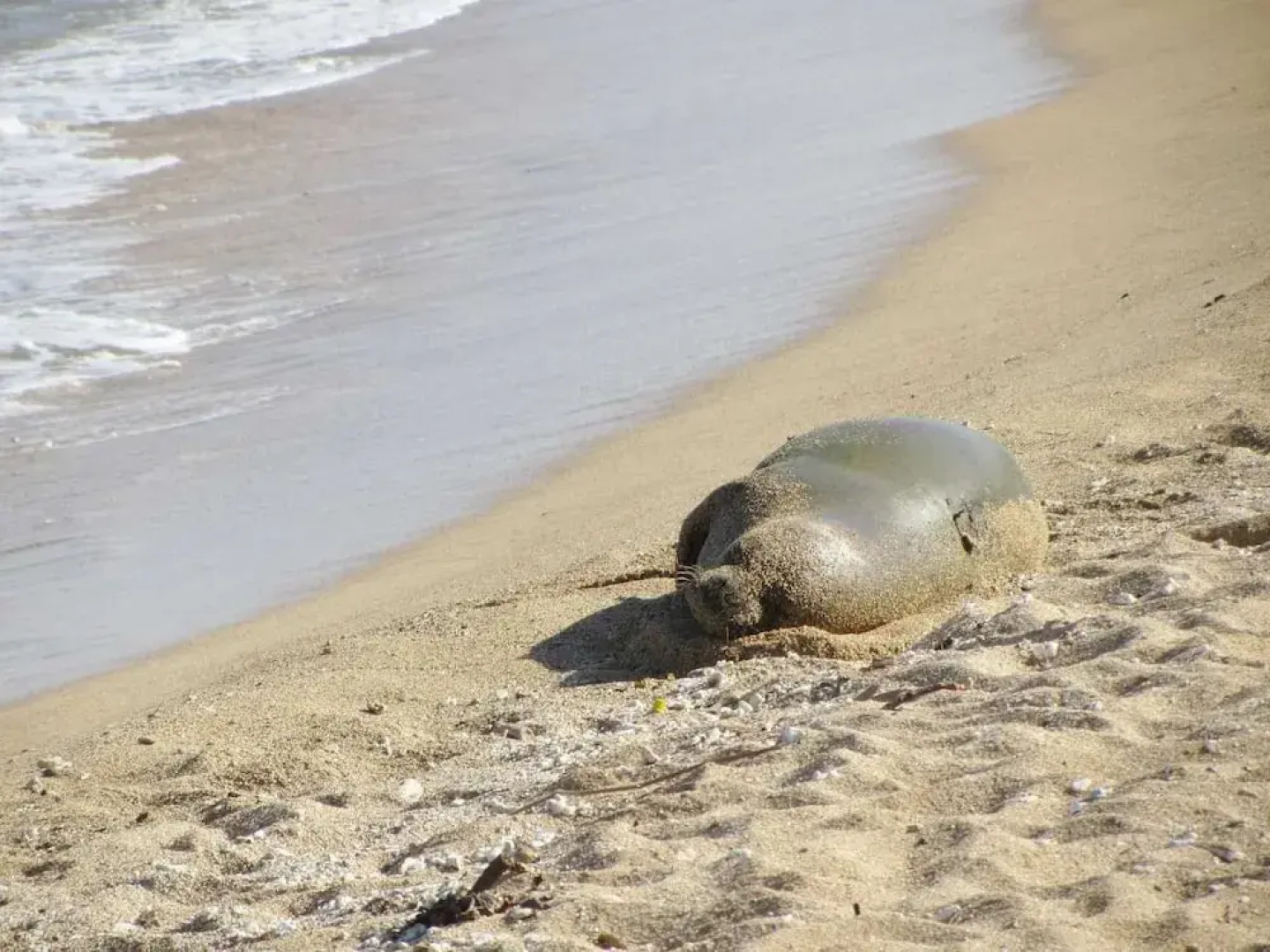 Islander on the Beach 246 - 1 Br home by RedAwning