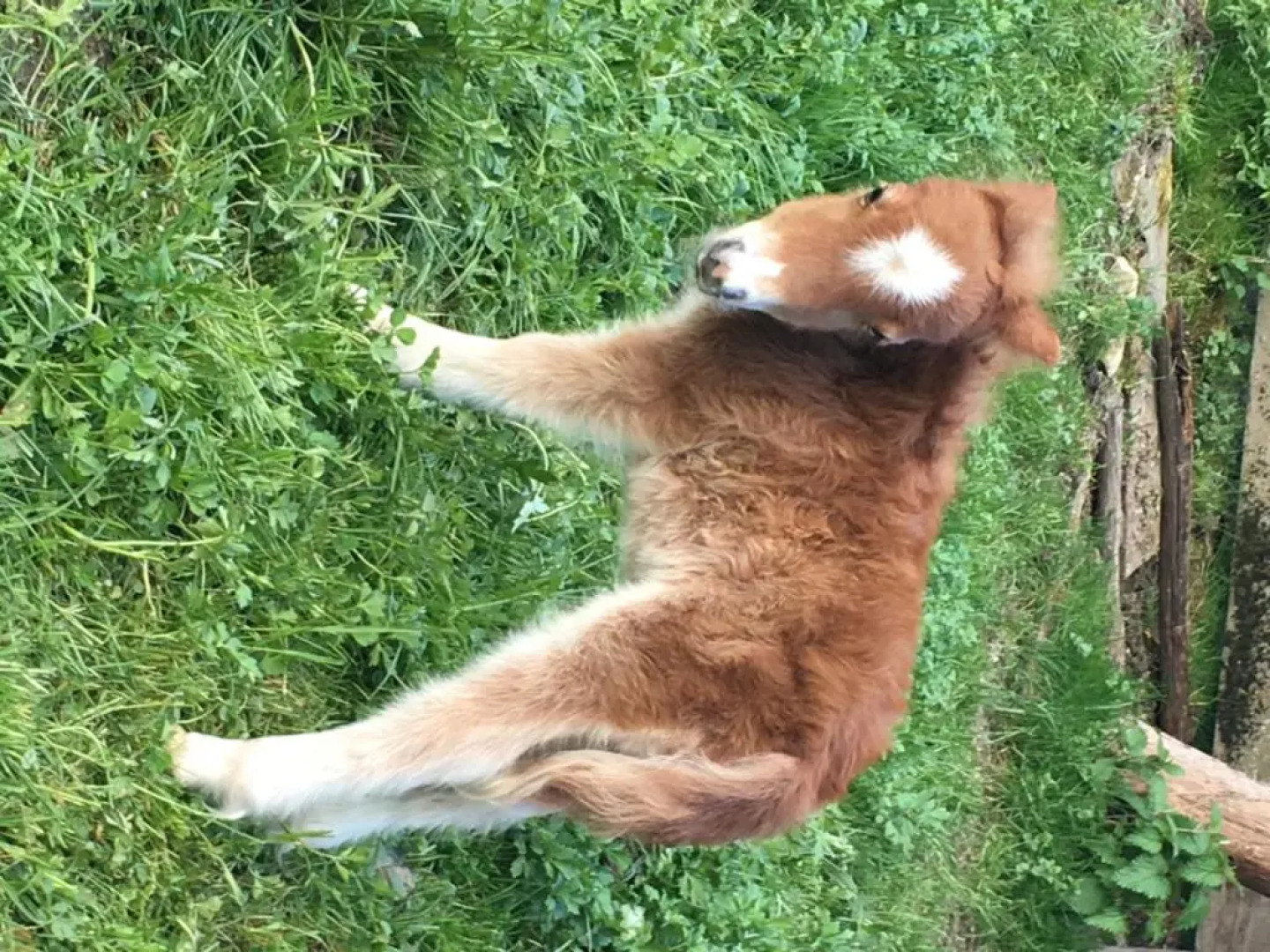 Hammerwirt - Forellenhof