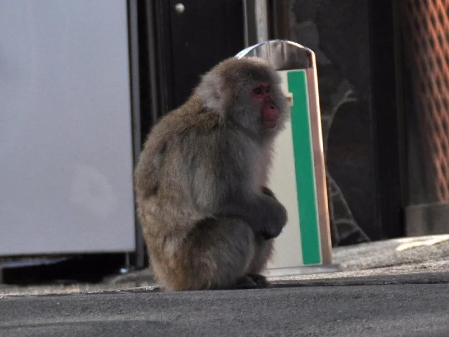 Nikkorisou Backpackers