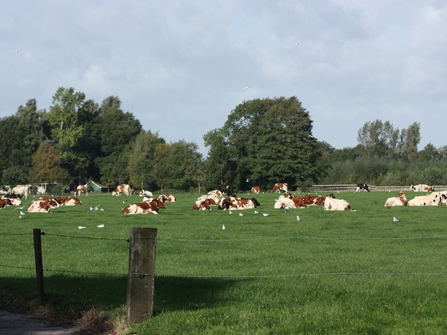 Holiday Home in Geesteren With Roof Terrace,garden Furniture