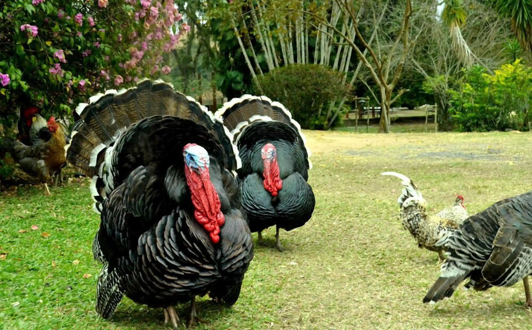 Hotel Fazenda Villa-Forte