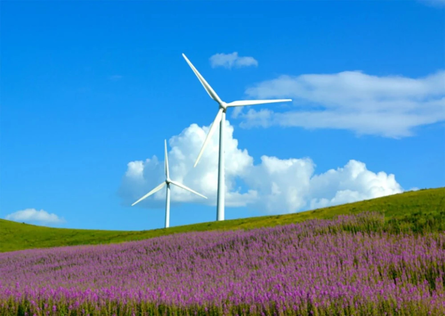 Xilingol Auspicious Horses