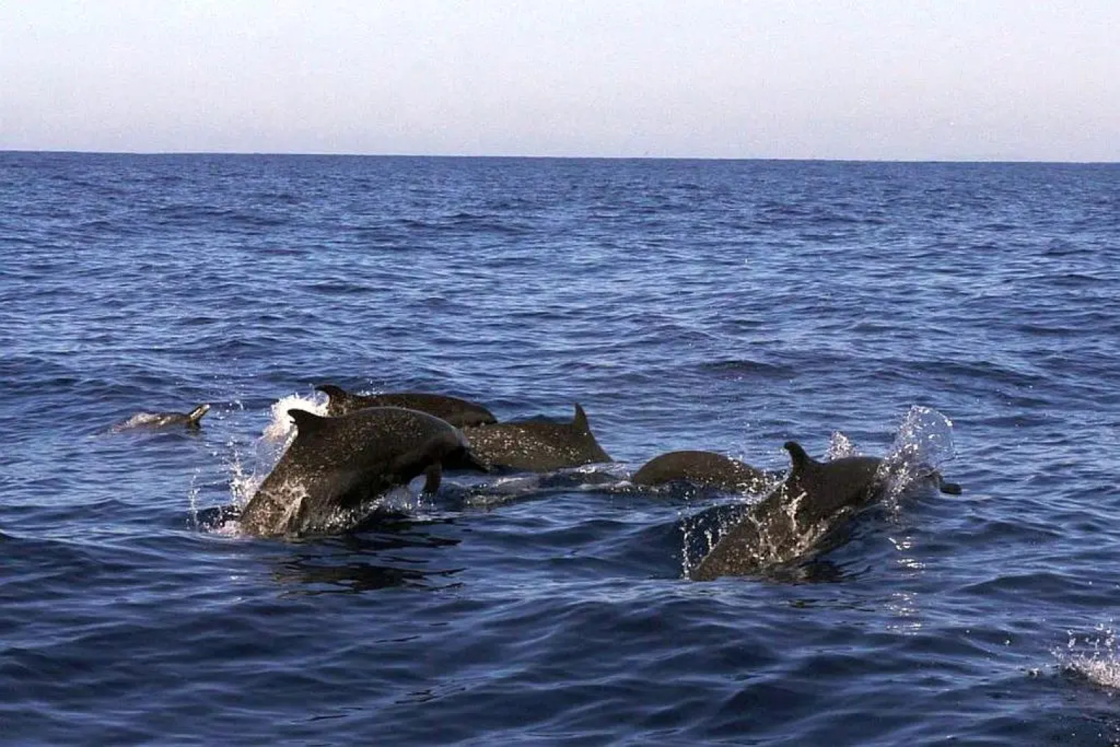 Hotelito Swiss Oasis - Adults Only