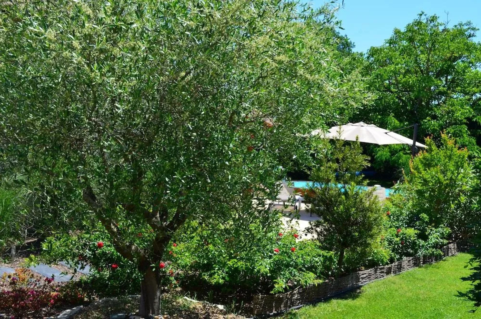 L'Oliu De L'Oustalet