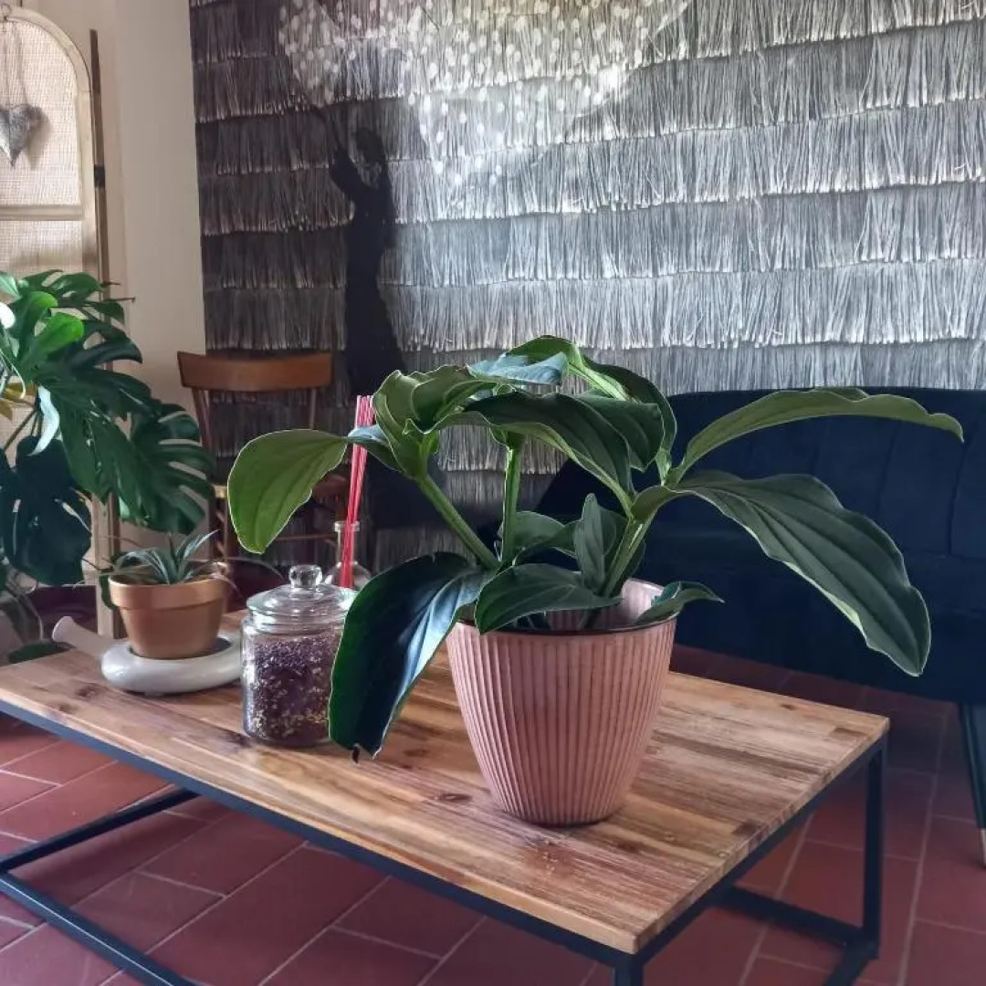 Alice nel Paese delle Meraviglie