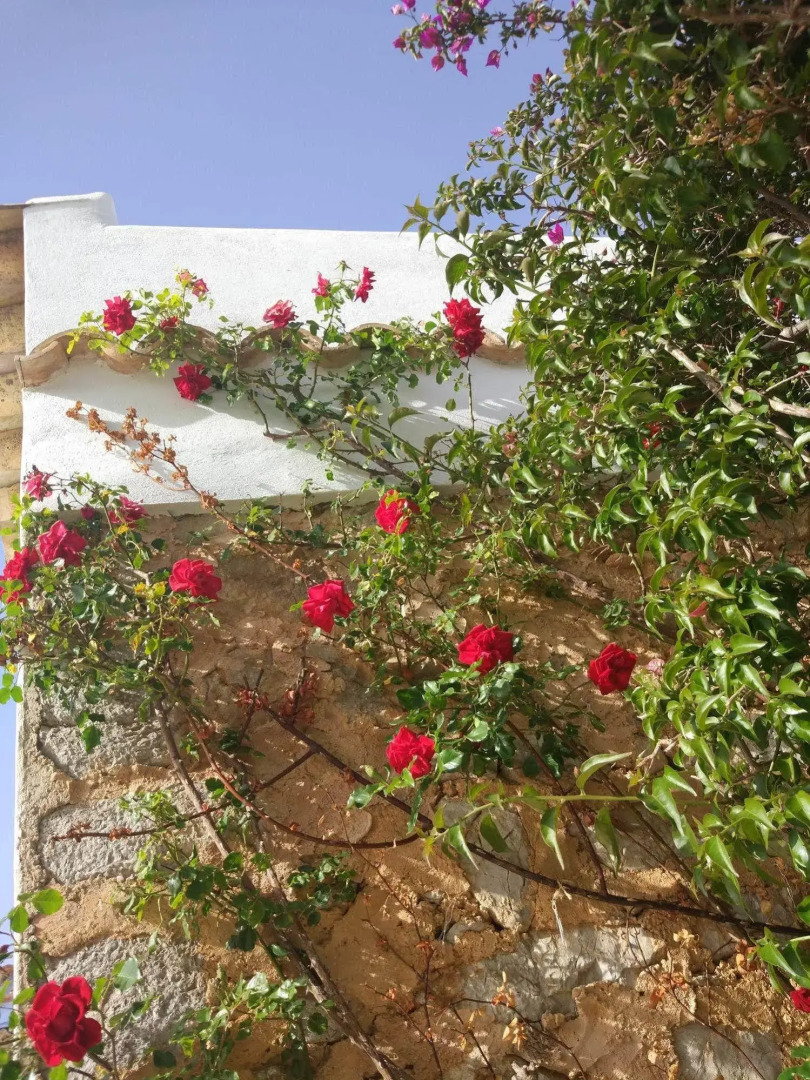 Agroturismo Sa Vinya d'en Palerm