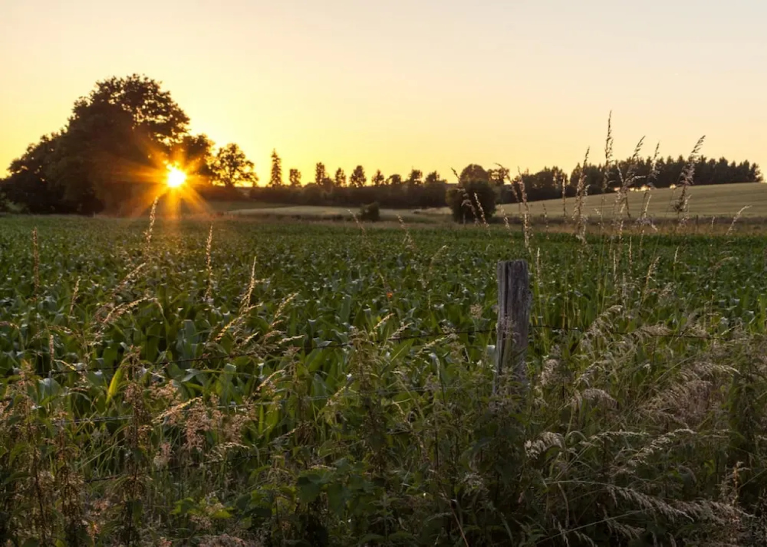 Les nuits safranées