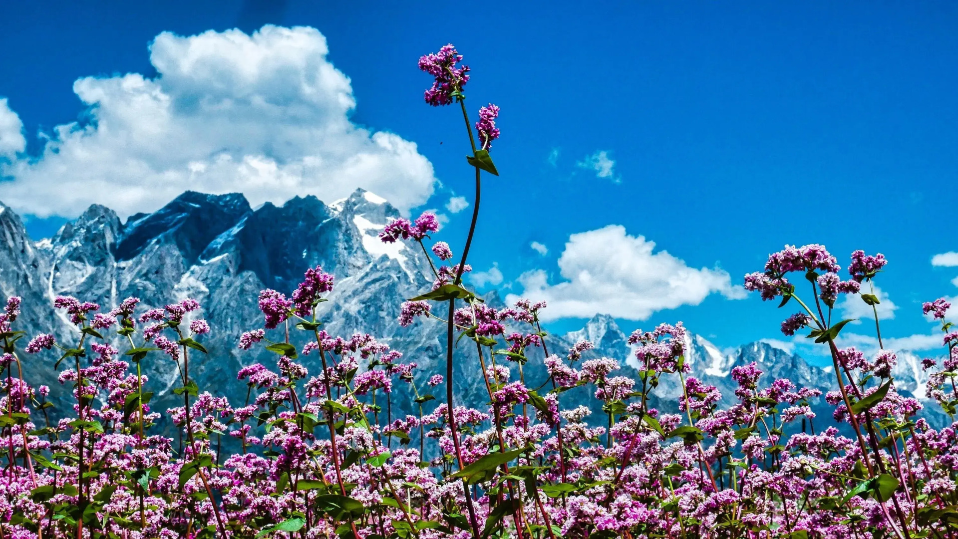 Banjara Camp and Retreat Sangla