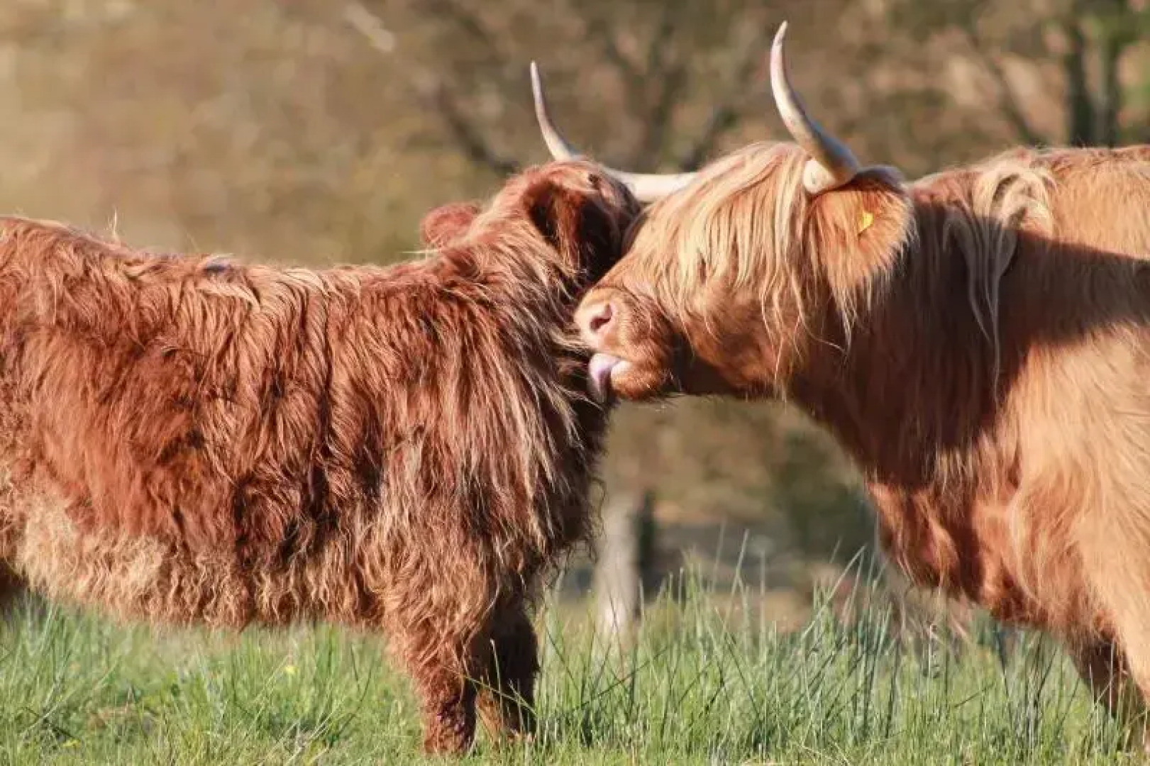 The Braes Guest House