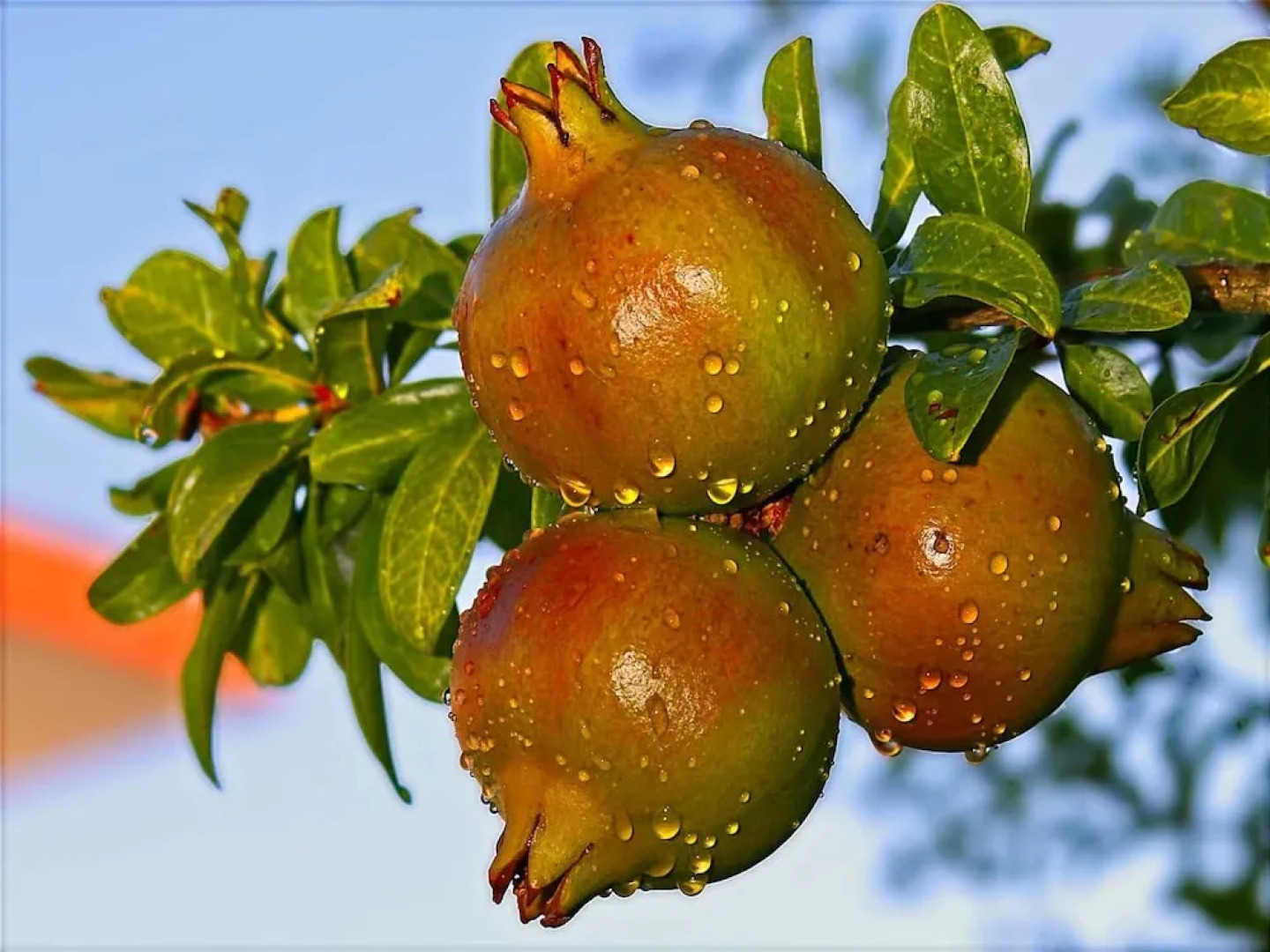 Il Melograno bed & breakfast