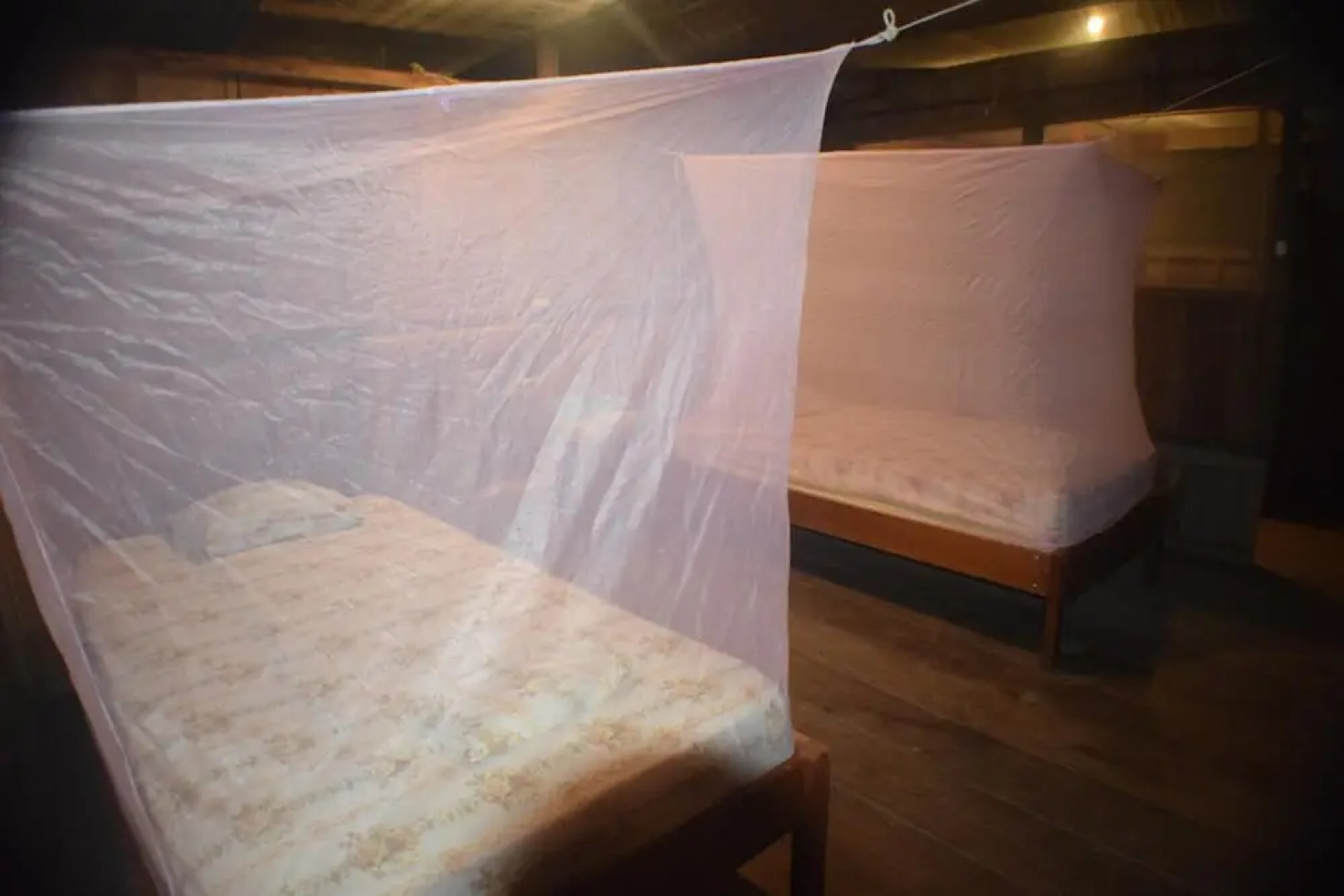 Jungle Wolf Expeditions