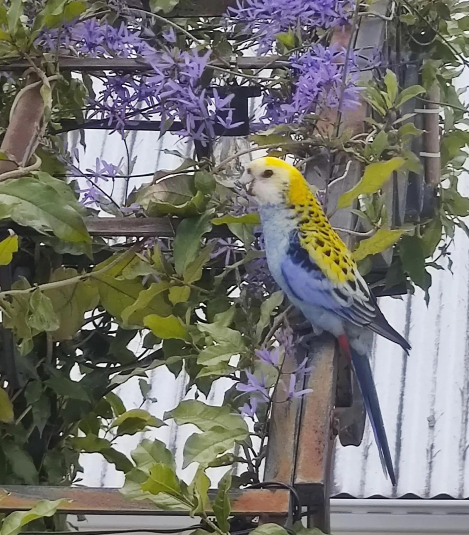 WinterGreen Manor at Maleny