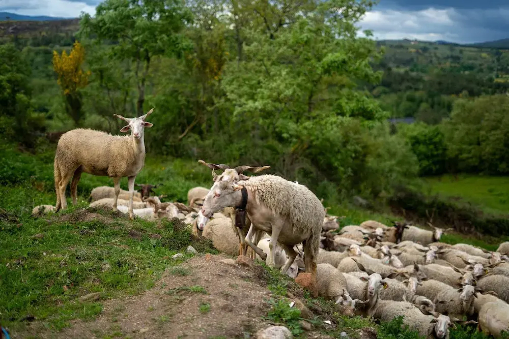 Rustic Terrace2 Bedrooms Farm House