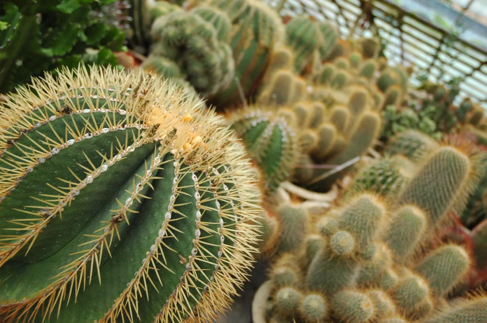 Star Regency Hotel Apartments