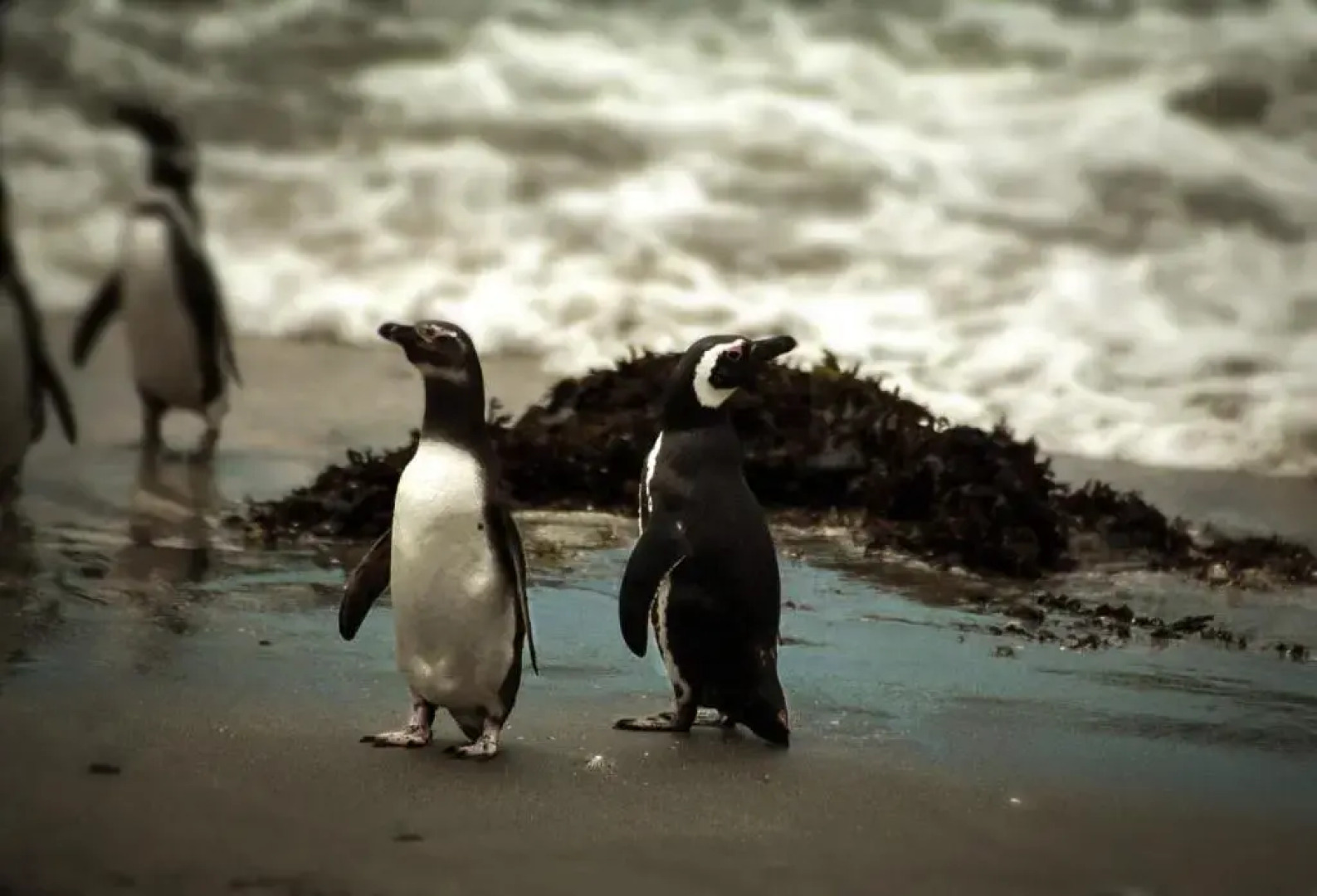 Lodge Parque Tepuhueico