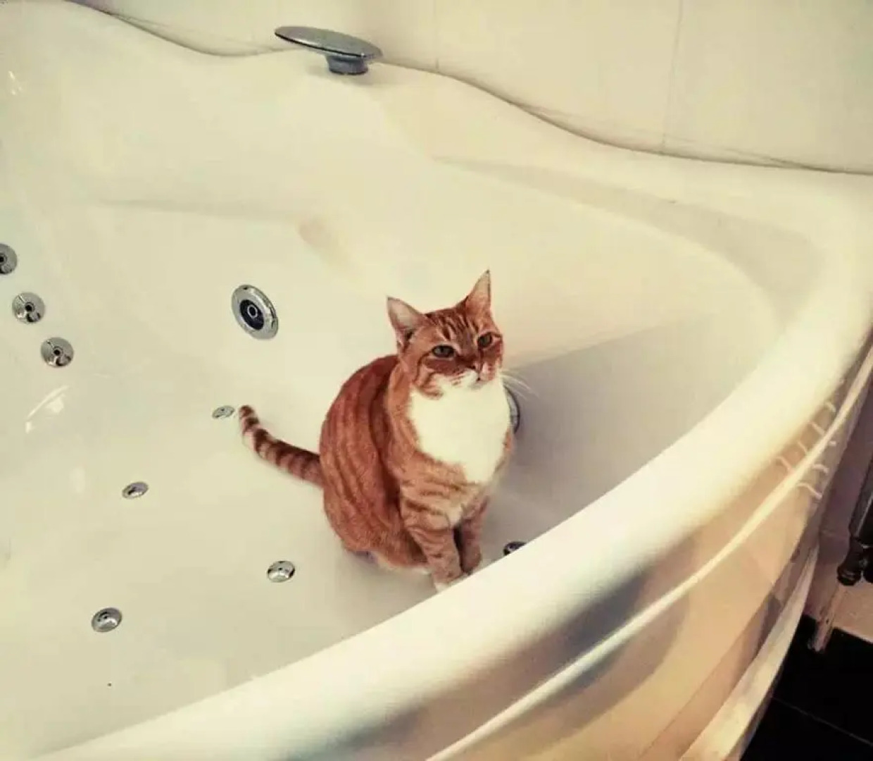 Cozy Dutchie House Near Utrecht