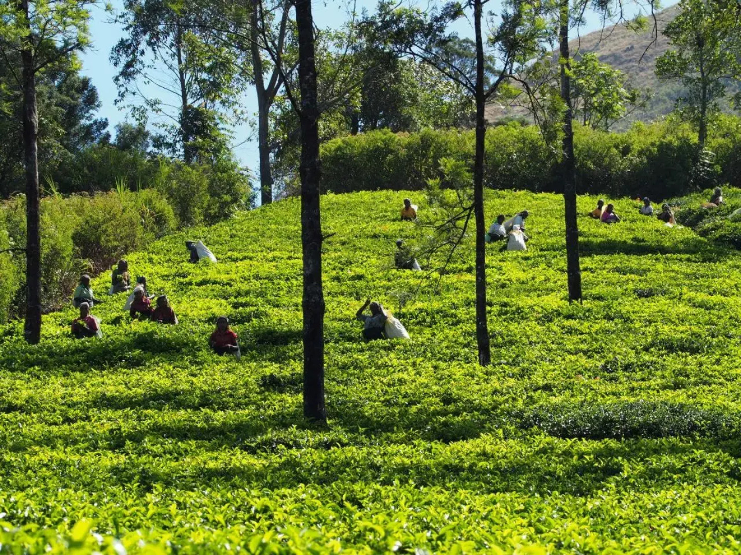 Singha Sanasa Luxury Homestay