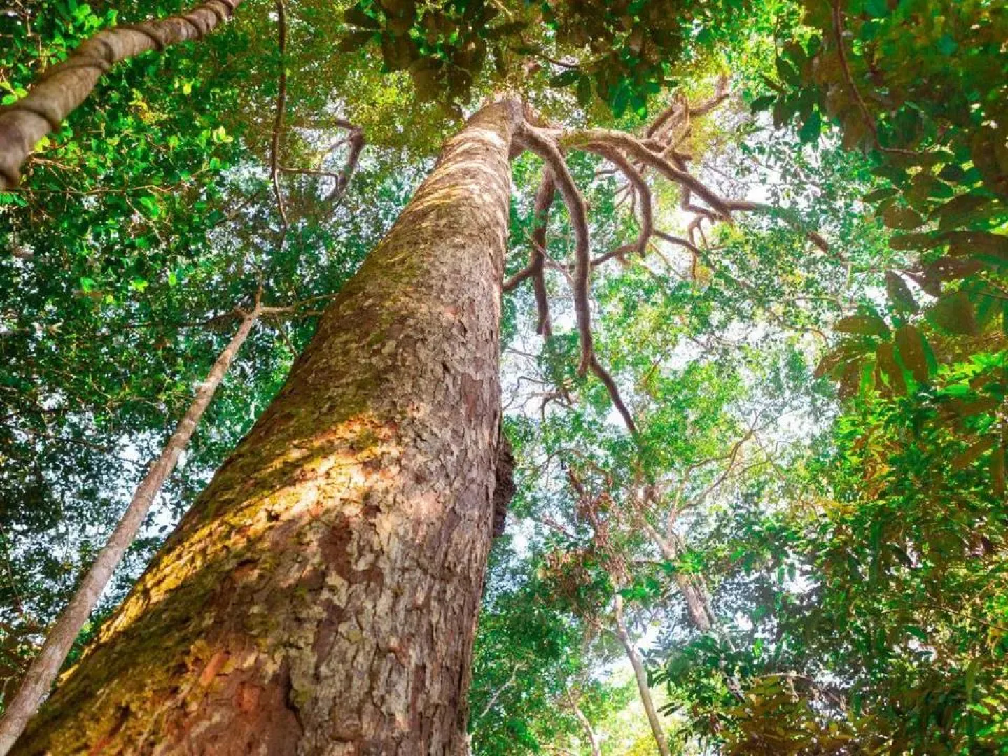 Tucunare Sport Fishing