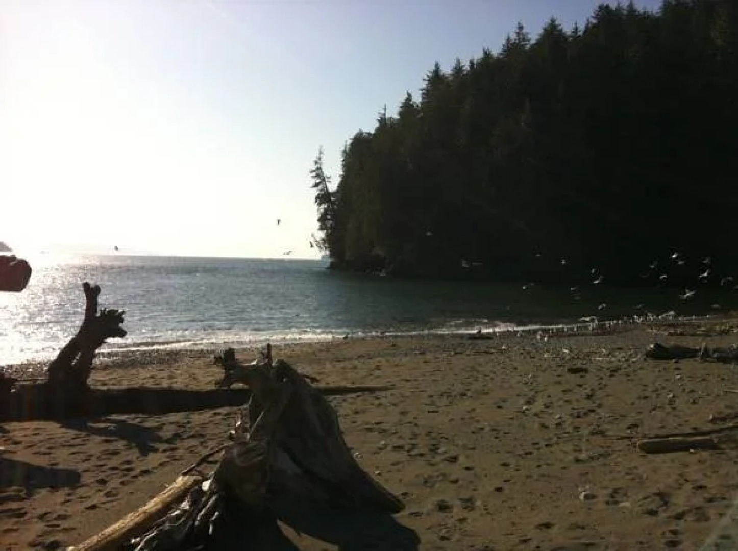 Handsome Dan's Port Renfrew