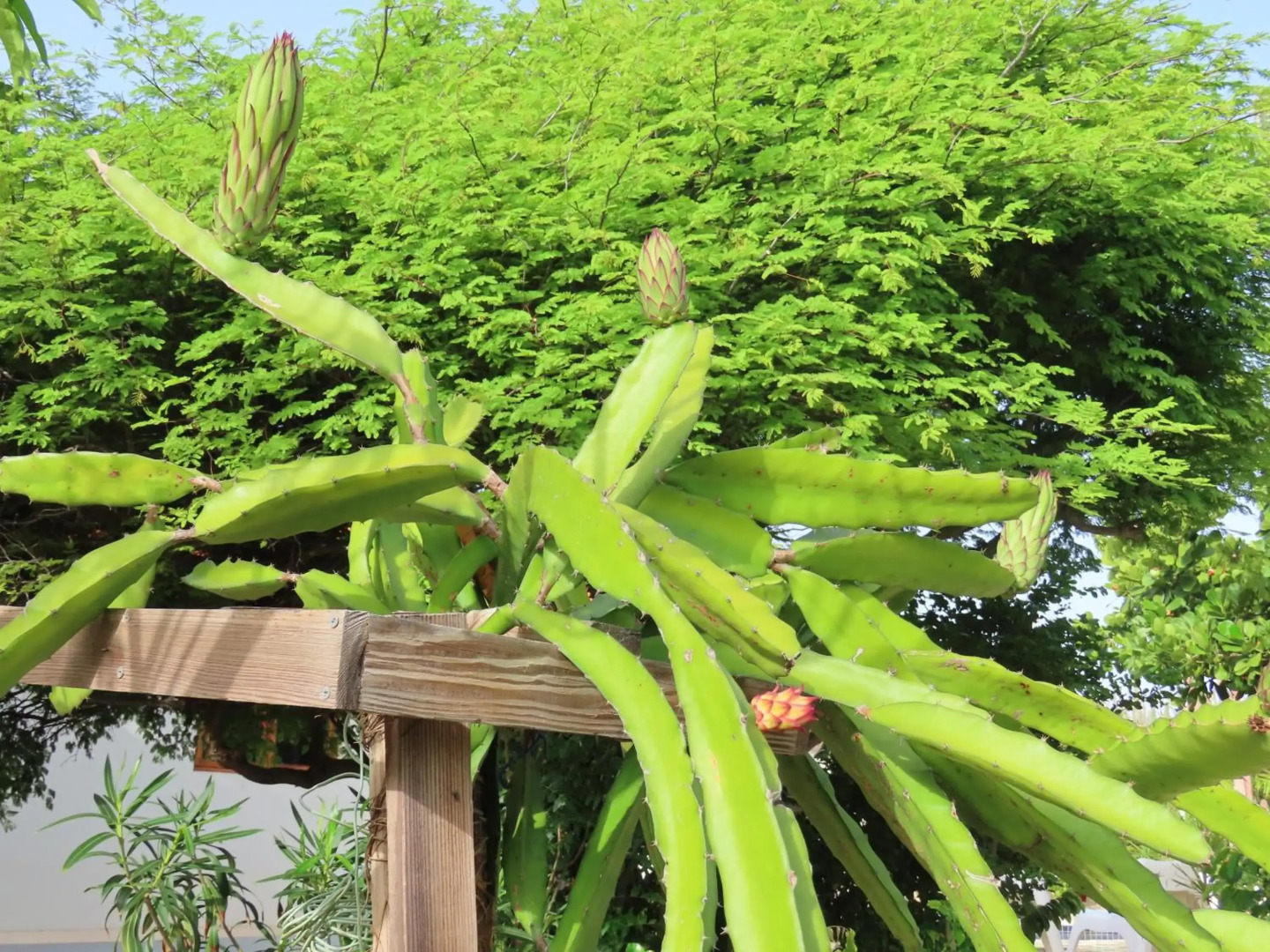 Naïma Luxury Cottage