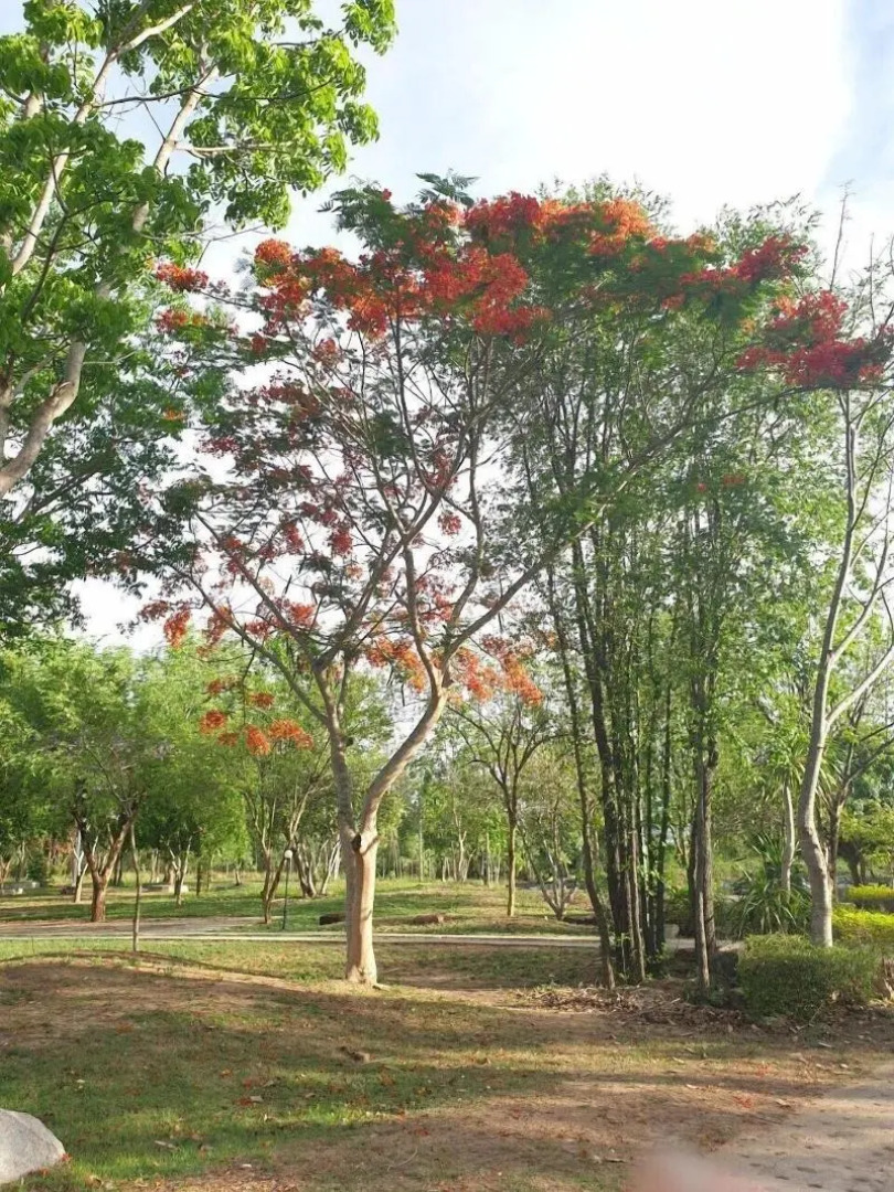 Suan Phueng Pa Wai Resort