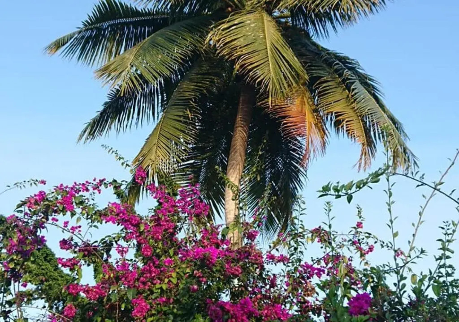 Residence Bougainvillee