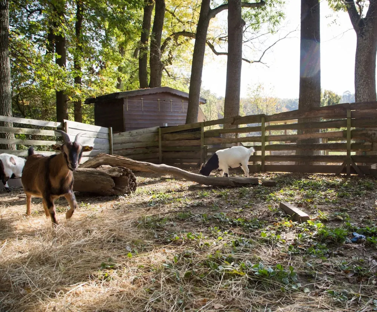Waldhotel Villa Waldeck